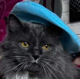 Домашний питомец Есении Дмитреевны